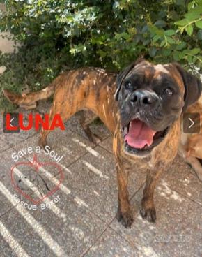 luna boxer pura di 3 anni Foto 4